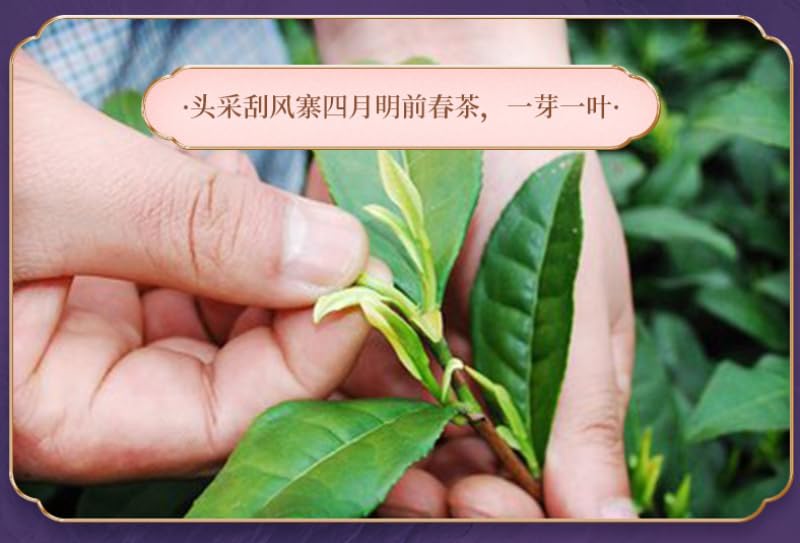 Premium organic Puerh Tea Raw Tea 357g Yiwu Raw Tea Guafengzhai Big Tree Arbor Tea Green Tea Puerh Tea Cake Yunnan Qizi Cake Tea 普洱茶生茶 易武生茶刮风寨大树乔木茶 普洱茶饼