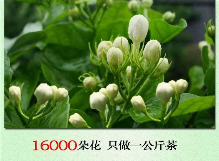 Premium Jasmine Tea 160g Fresh Green Tea Bud Tip Tea with Strong Flower Fragrance Boxed Tea Gift for Tea Lovers 茉莉银针茉莉花茶茉莉针王鲜爽绿茶手采芽尖茶叶花香浓盒装伴手礼