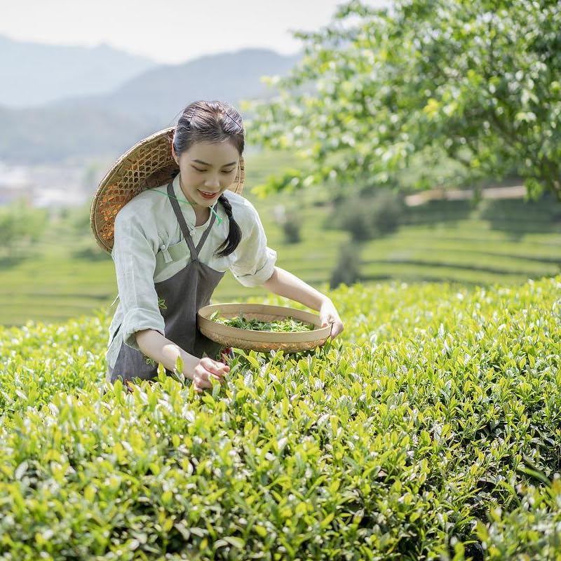 Yunnan Natural High Mountain Glutinous Rice Fragrant Green Tea 150g Canned Pre-mingzhen Dian Green Tea Leaves Loose Tea No Impurities 云南高山糯米香叶银丝绿茶150g罐装