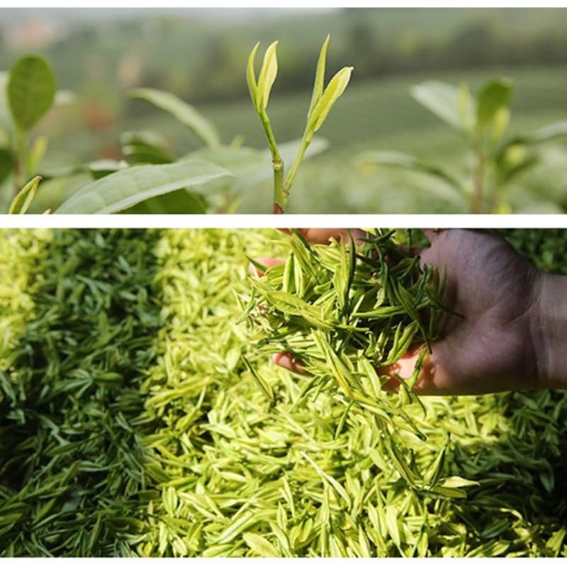 Premium Green Tea Golden Bud Tea Mingqian Tender Buds Rare Tasty and Fresh Green Tea Loose Tea Canned 125g/can 绿茶新茶黄金芽茶叶明前嫩芽珍稀黄金芽散茶罐装250克