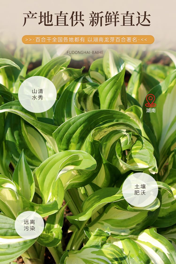 Natural Dried Lilium 100g Natural Green Food Without Additives Dried Lilium is used to make tea and water, soup and porridge.百合干中药材100g