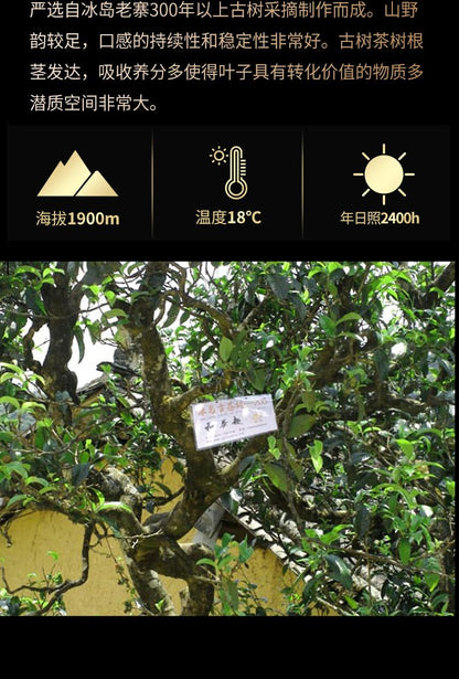 Premium Natural and Additive-free Puerh Tea Raw Tea Iceland Longzhu Tea Big Tree Tea Green Tea 250g Deliciously Smooth Puerh Tea 普洱茶生茶冰岛龙珠茶大树茶250g/罐云南茶叶