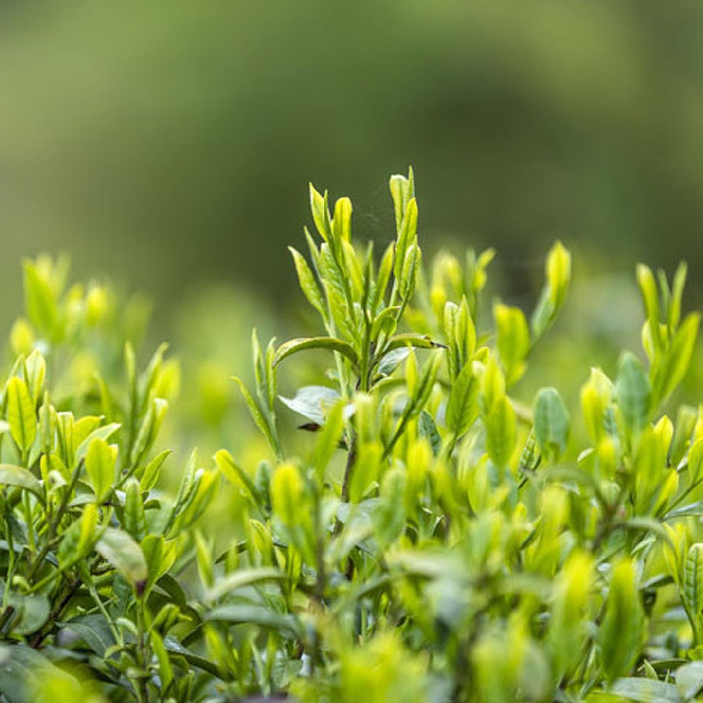 From China's origin Before the rain Longjing Tea West Lake Green Tea Bulk Tea 250g, 100g Fresh taste Natural Chinese Tea 龙井茶叶正宗雨前龙井茶新茶豆香西湖绿茶散装茶