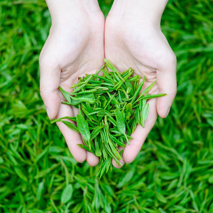 Yunnan Jasmine Tea New Tea Fragrant Jasmine Dabaihao Green Tea 500g Sweet, Smooth and Refreshing, with A Strong Floral Flavour 云南茉莉花茶叶2023新茶浓香茉莉大白毫绿茶 500g散装