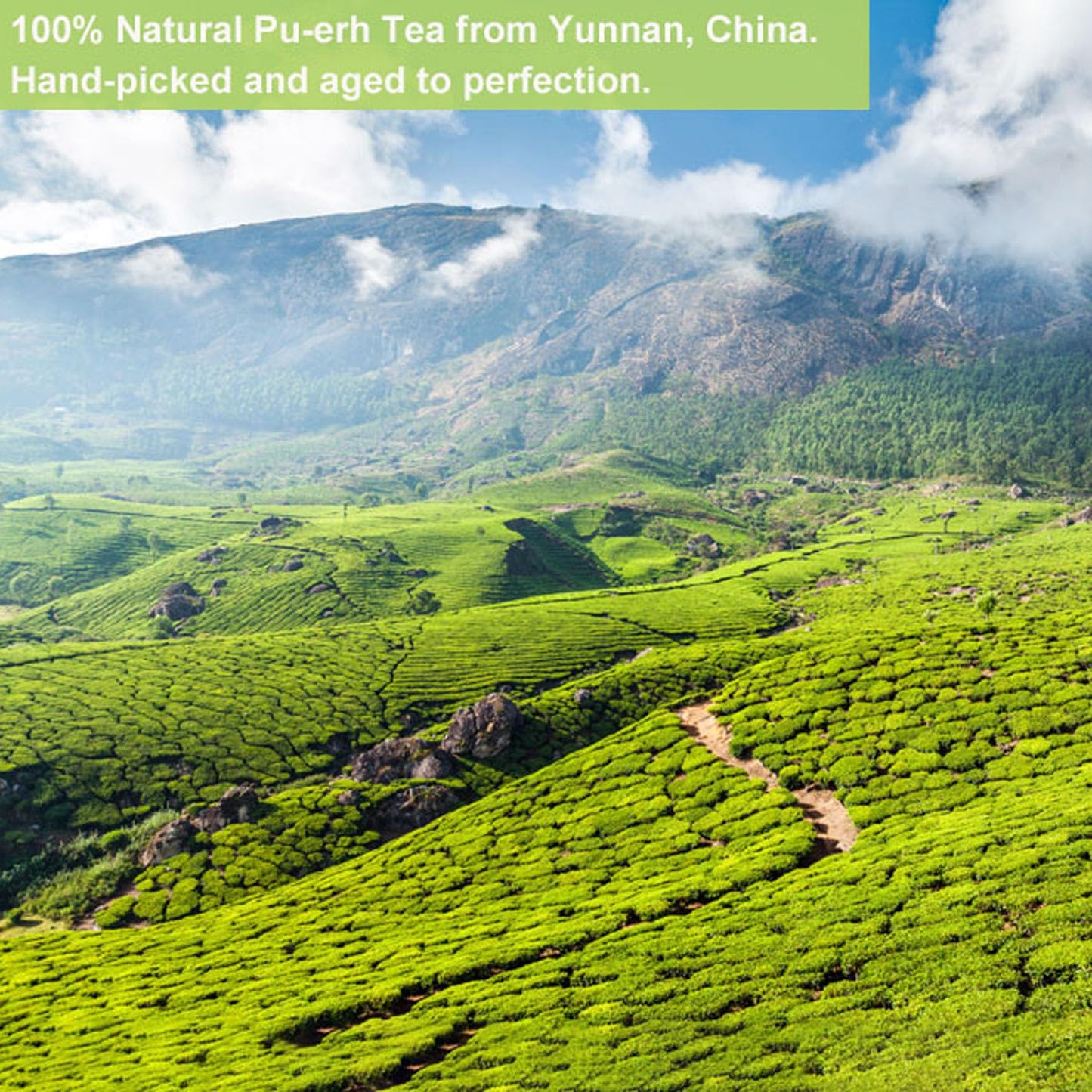 Yunnan Natural and additive-free Puerh Tea 100g Iceland Honey Rhythm Small Cake (Chong) Large Tree Puerh Raw Cake green tea 云南普洱茶 100克冰岛蜜韵小饼（崇)大树普洱生饼