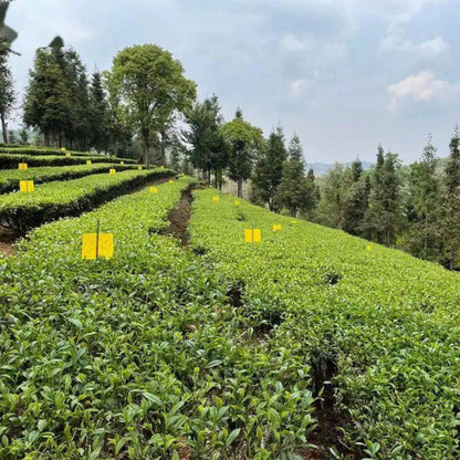 Natural Puerh Ripe Tea Commemorative Tea Cake One Bite Big Tree Tea 357g/12.59oz Rich and Aromatic Black Tea from China 肖纪念饼一口料大树茶 357克黑茶