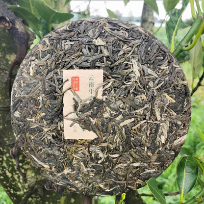 Yiwu Arbor Pu'er Tea Yunnan Raw Tea Cake 357g Original Tea  Green Tea