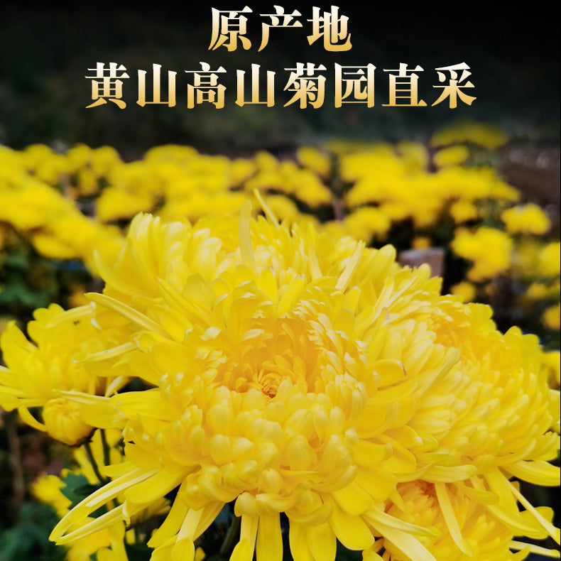 Pure Yellow Chrysanthemum Loose Leaf Tea, One Bud and One Cup Independent Packaging, Huangshan Chrysanthemum Flower Tea, Rich In Nutrients 大朵纯正金丝皇菊独立装一朵一杯散装黄贡菊